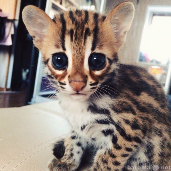 Продам: Котенок азиатской леопардовой кошки