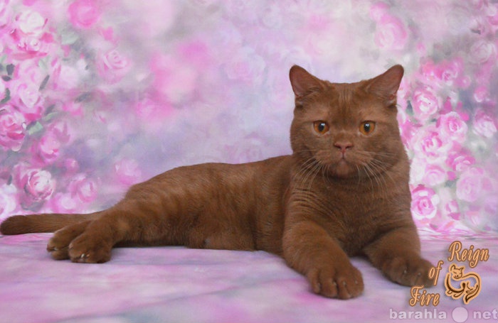 Продам: Британский котенок окраса циннамон