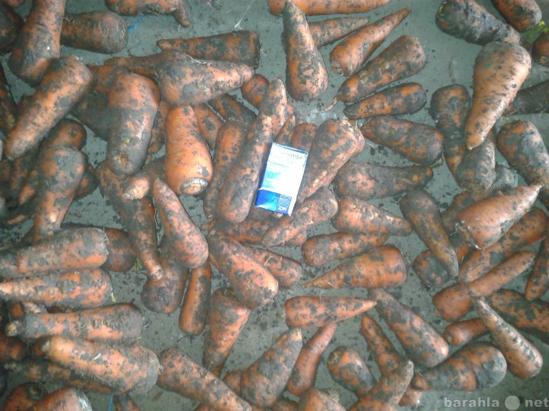 Продам: Крымская морковь сорта «Каскад»