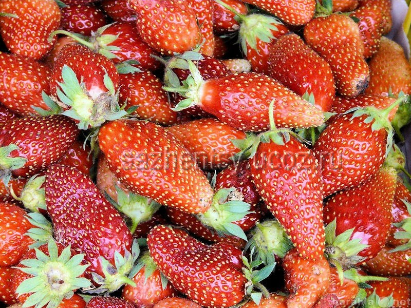 Продам: качественную ягоду садовой земляники
