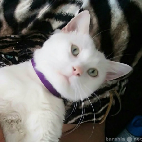Отдам даром: Абсолютно белый котик в добрые руки