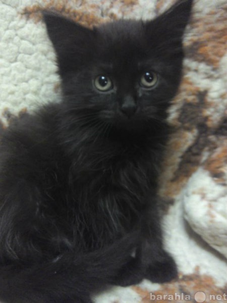 Продам: Черный котенок