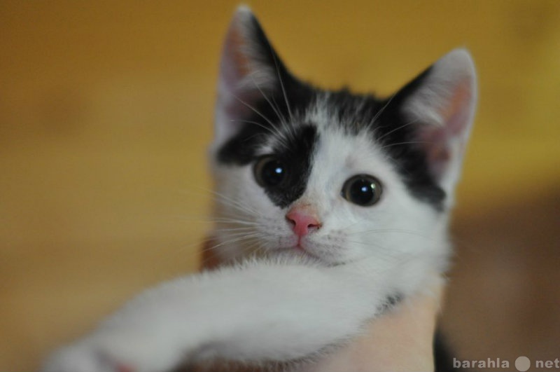 Отдам даром: черно-белый котенок