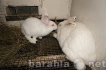 Продам: Кролики породистые племенные