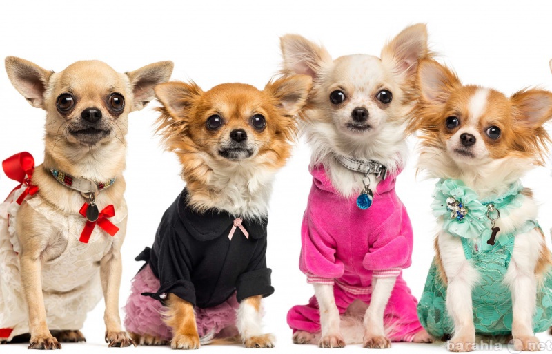 Продам: Распродажа одежды для собак от URBAN DOG