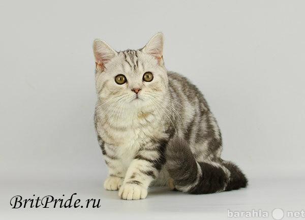 Продам: породистый британский котенок