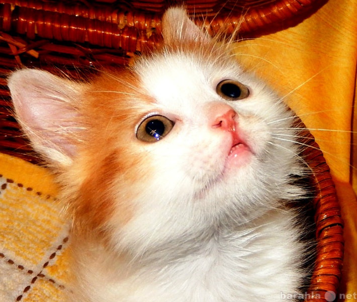 Продам: Котенок бело-рыжий, пушистый,1,5 месяца.