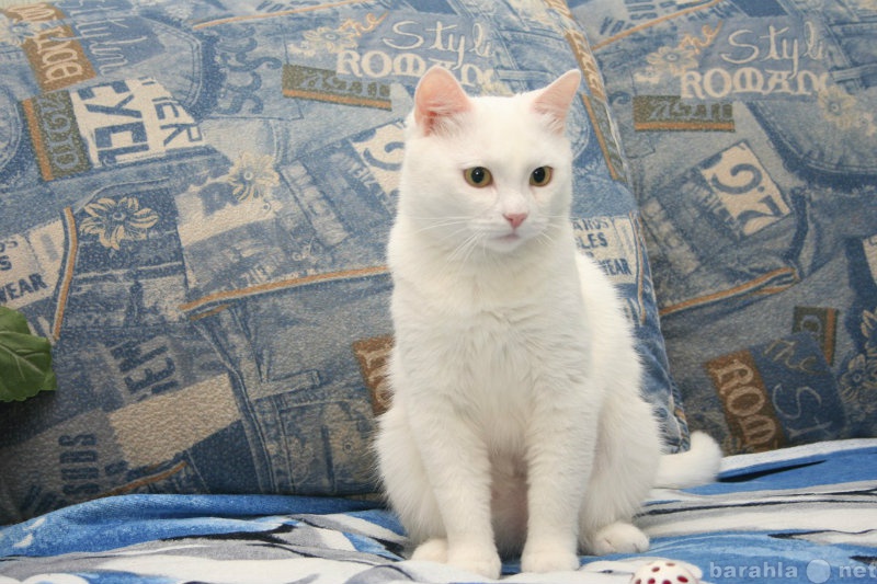 Отдам даром: Чудо кошка белоснежного окраса
