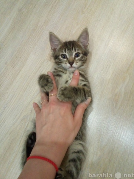Отдам даром: Маленьких котят в хорошие руки! :)