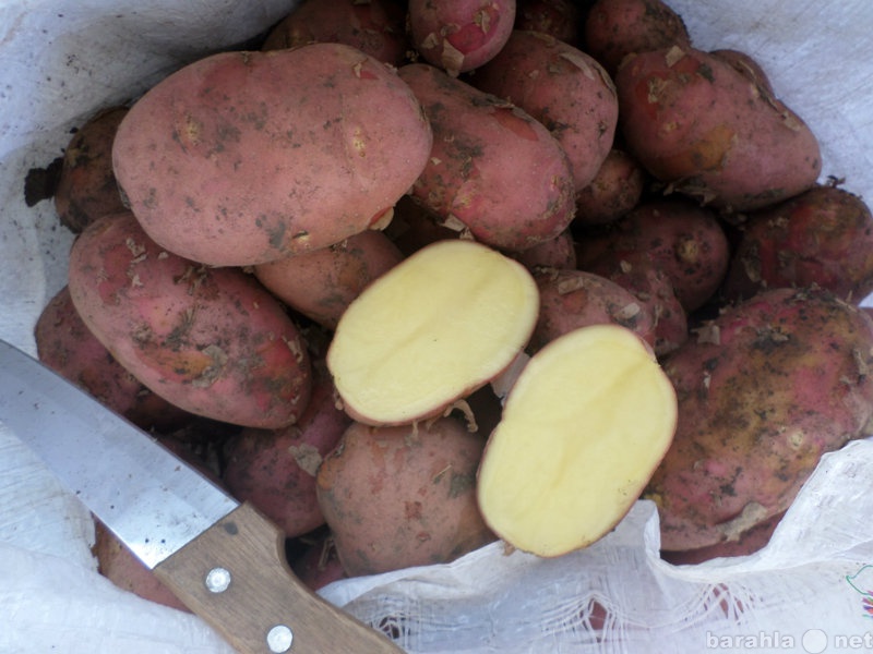 Продам: Картофель оптом. Урожай 2016.