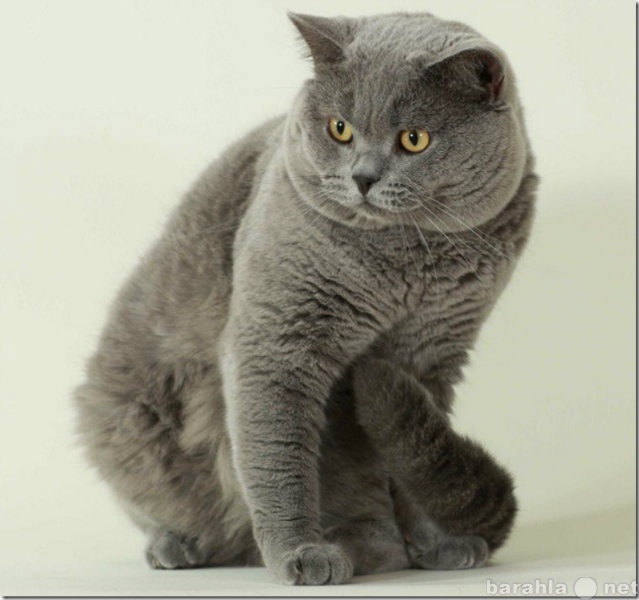 Продам: Британский  кот вязка