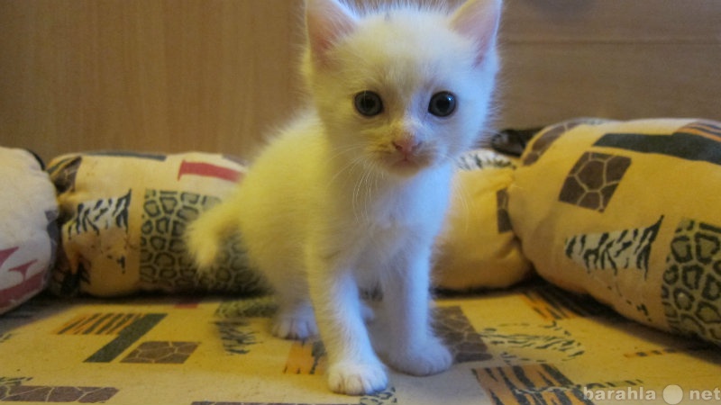 Отдам даром: Белые и рыжий котята