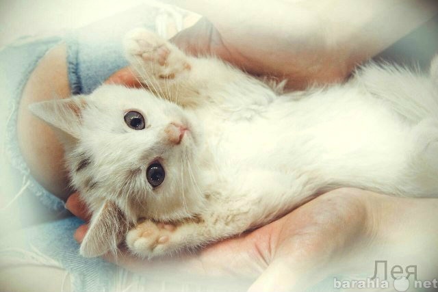 Отдам даром: Домашние крохи-котята в добрые руки