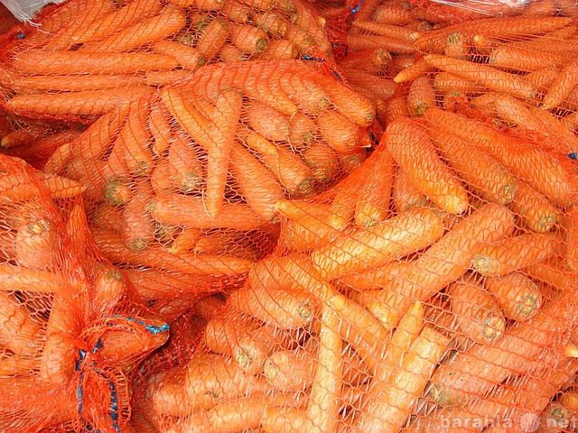 Продам: Морковь оптом