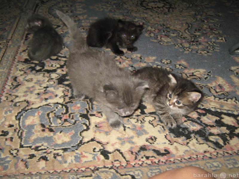 Отдам даром: Сибирские коты 1 месяц