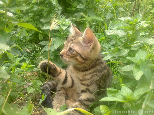 Отдам даром: Котята в добрые руки