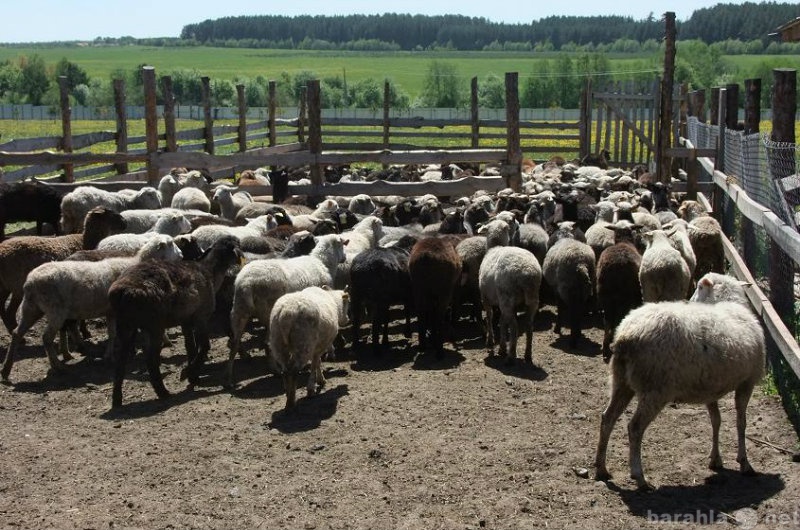 Продам: Продаются бараны, овцы и ягнята