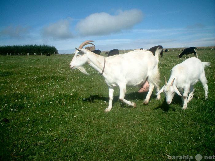 Продам: Продам козы , козлята , молочной породы
