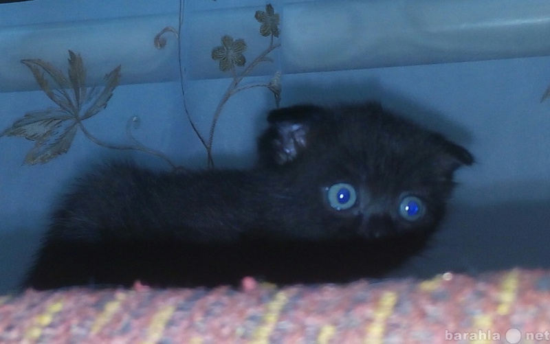 Продам: котенок шотландский вислоухий черный