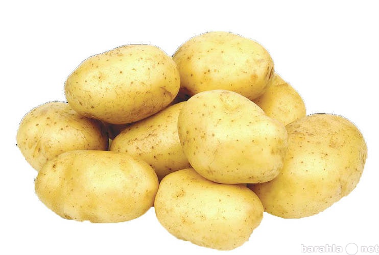Продам: Молодой картофель
