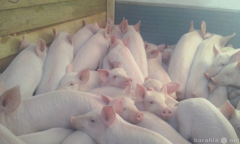 Авито продажа свиней. Свиноводство в Алтайском крае. Маленькие поросята ландрас. Поросята группы доращивания.