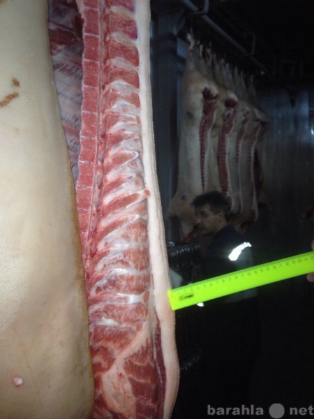 Продам: Охлажденная свинина оптом от 10 тонн