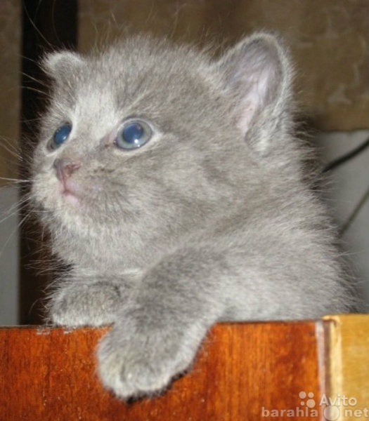 Продам: Продам котят (мальчики) русская голубая