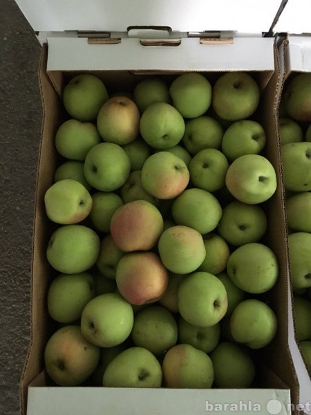 Продам: Яблоки от производителя