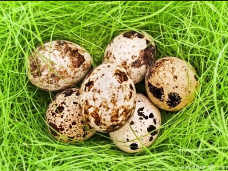Продам: Домашние перепелиные яйца