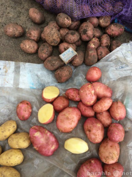 Продам: Картофель оптом от производителя