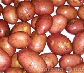Продам: Картофель свежий урожай
