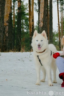 Продам: Щенки породы Хаски