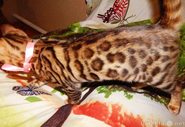 Продам: Котик бенгальский леопардовый