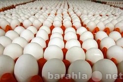 Продам: Яйцо столовое оптом от производителя.