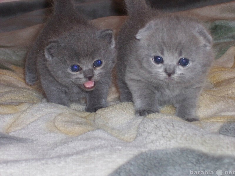 Шотландский Котенок 1.5 Месяца Фото