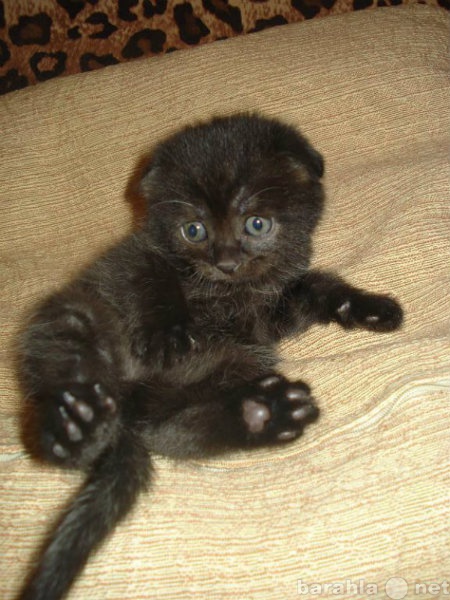 Шотландский Котенок 1.5 Месяца Фото