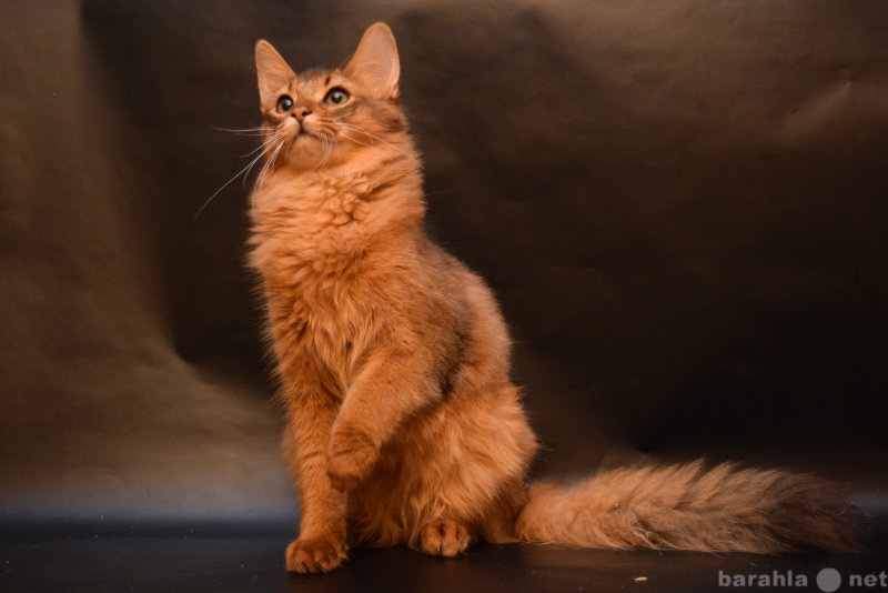 Продам: Сомалийский котик