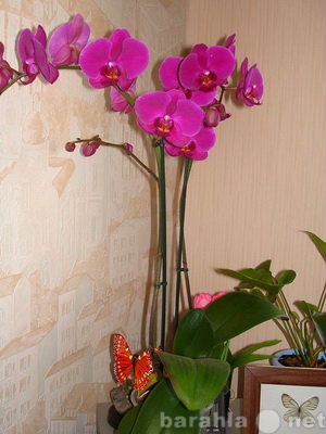 Продам: Шикарные орхидеи