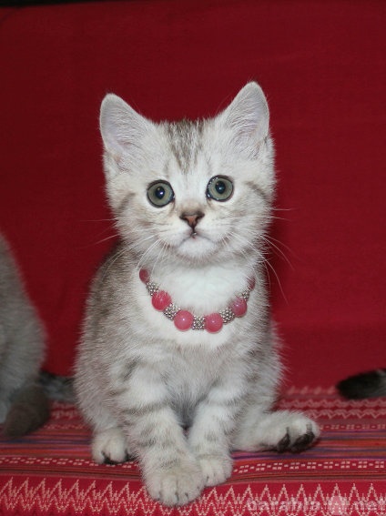 Продам: алиментный британский котик