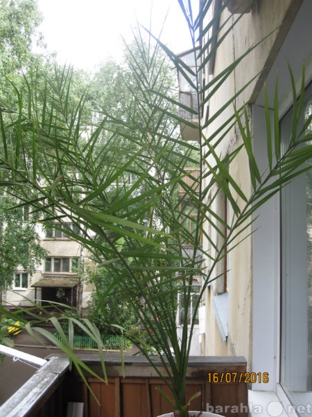 Продам: Финиковая пальма высотой 1,8-1,9 м