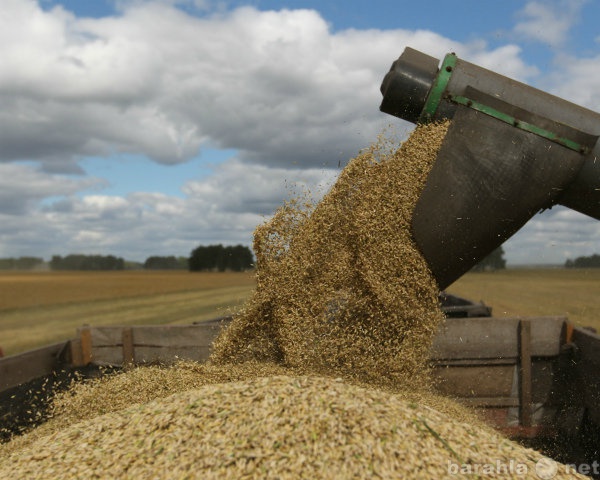 Продам: Зерно: Пшеница Ячмень Овёс Лён Отруби