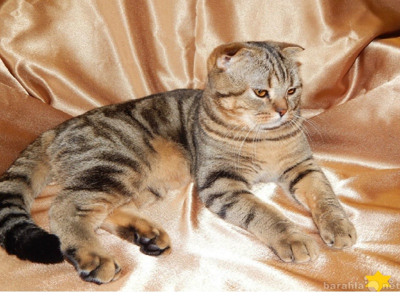 Продам: Чистокровный шотландский кот для вязки