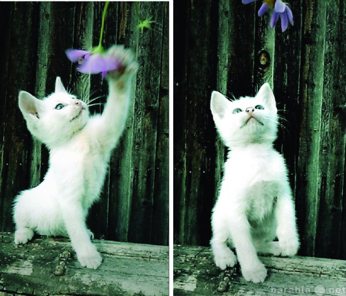 Отдам даром: белые котята (девочка,мальчик)
