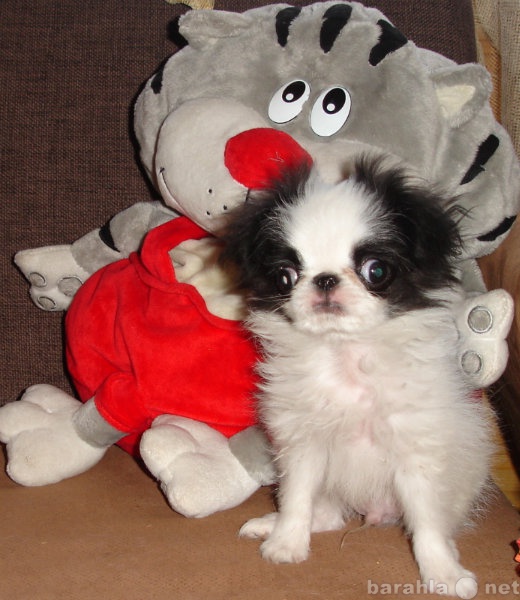 Продам: Миниатюрнейший щенок японского хина