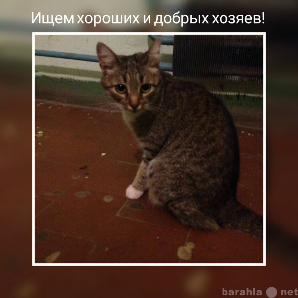 Отдам даром: Кошка