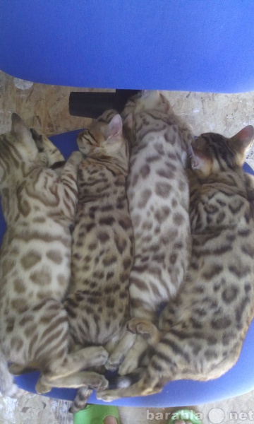 Продам: Бенгальские  котики