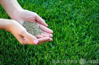 Продам: семена газонных трав