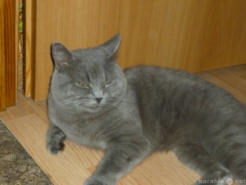 Продам: британский голубой кот страйт