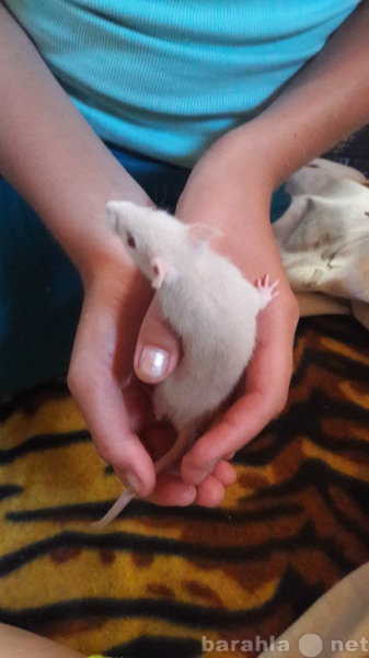 Отдам даром: В дорые руки замечательные крысята