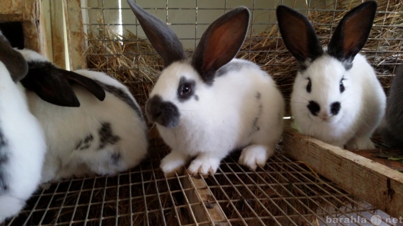 Продам: Кролики породы немецкий пестрый строкач